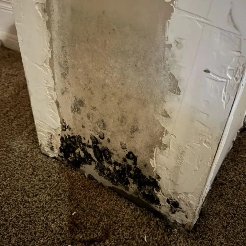 Professional Mold Removal in West Modesto, CA